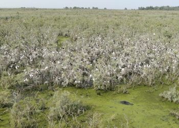 Hap i rëndësishëm para: Gjykata Kushtetuese pranon shoqatat mjedisore si palë të treta në gjykimin kundër ndryshimeve të ligjit për zonat e mbrojtura