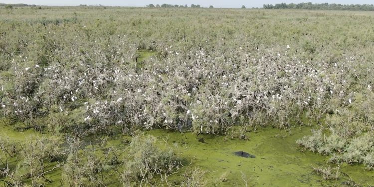 Hap i rëndësishëm para: Gjykata Kushtetuese pranon shoqatat mjedisore si palë të treta në gjykimin kundër ndryshimeve të ligjit për zonat e mbrojtura